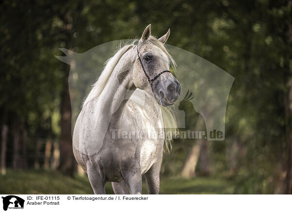 Araber Portrait / arabian horse portrait / IFE-01115