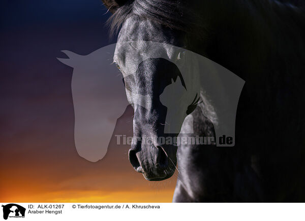 Araber Hengst / arabian stallion / ALK-01267