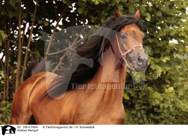 Araber Hengst / arabian stallion / HS-01664