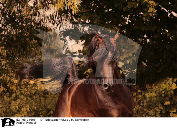 Araber Hengst / arabian stallion / HS-01666