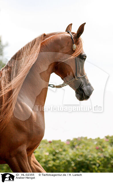 Araber Hengst / arabian horse stallion / HL-02355