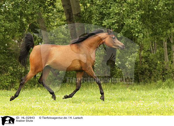 Araber Stute / arabian horse mare / HL-02843