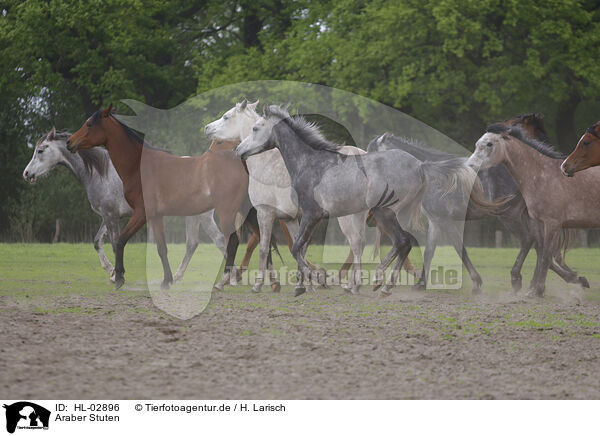 Araber Stuten / arabian horse mares / HL-02896