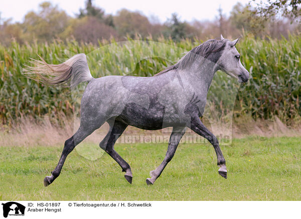 Araber Hengst / arabian stallion / HS-01897
