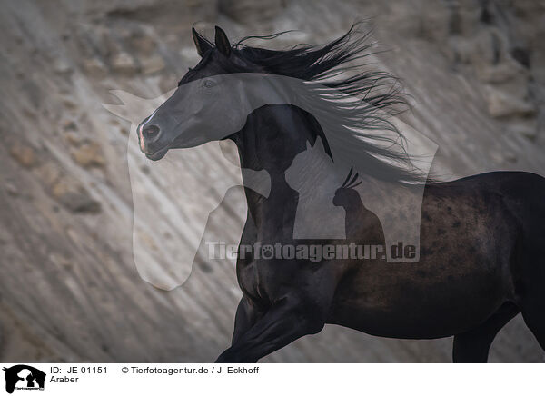 Araber / Arabian horse / JE-01151