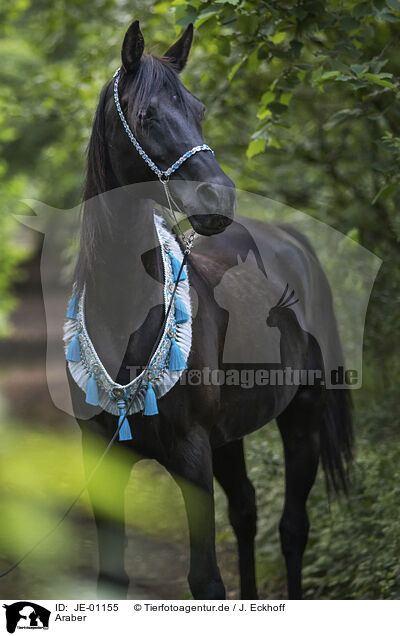 Araber / Arabian horse / JE-01155