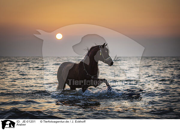 Araber / Arabian horse / JE-01201