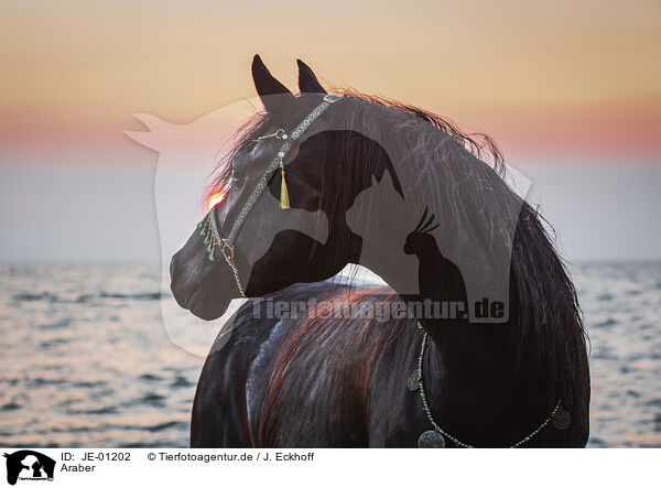 Araber / Arabian horse / JE-01202