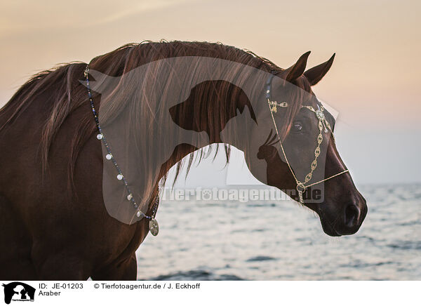 Araber / Arabian horse / JE-01203