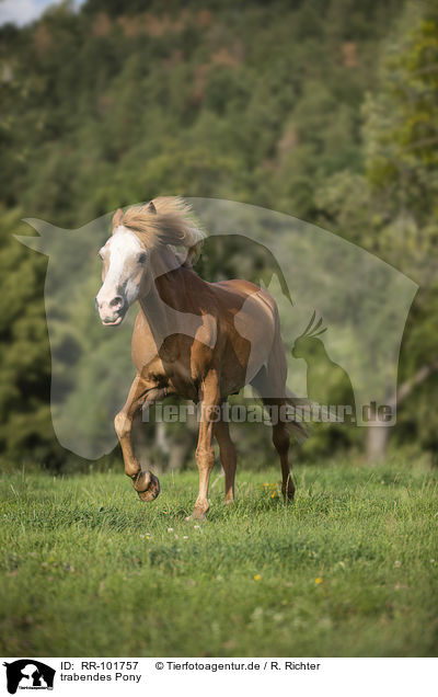 trabendes Pony / RR-101757