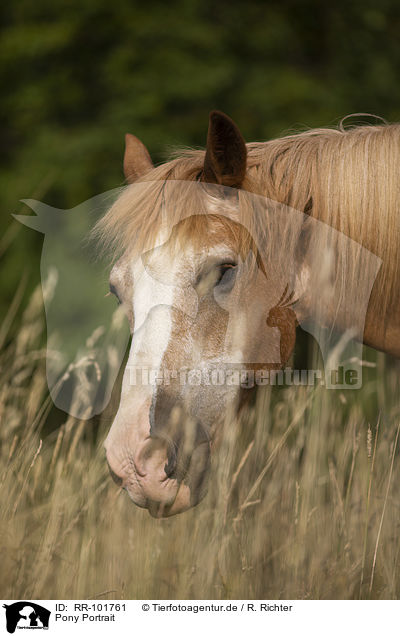 Pony Portrait / RR-101761