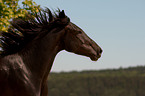 Belgisches Warmblut Portrait