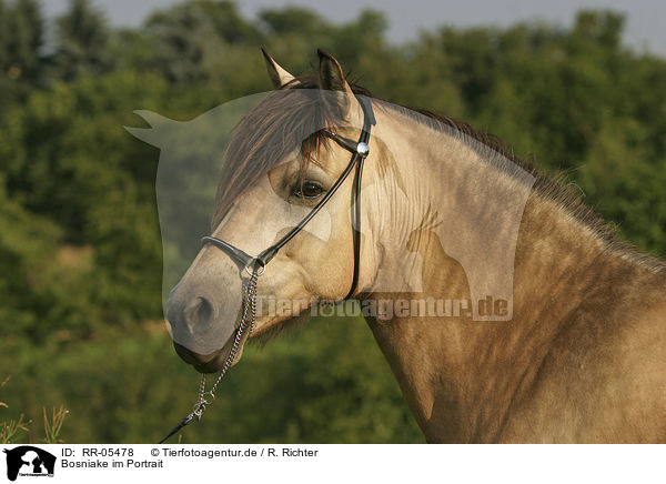 Bosniake im Portrait / Bosnian Bosniak Horse Portrait / RR-05478