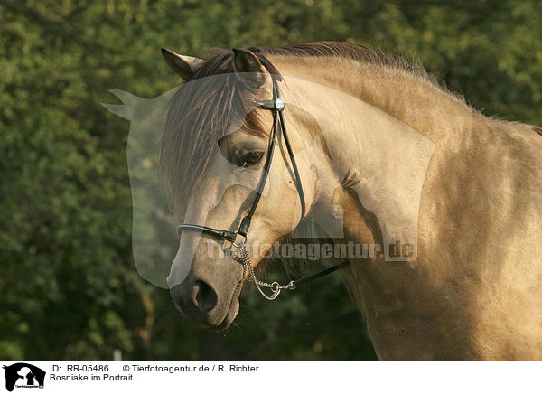 Bosniake im Portrait / Bosnian Bosniak Horse Portrait / RR-05486