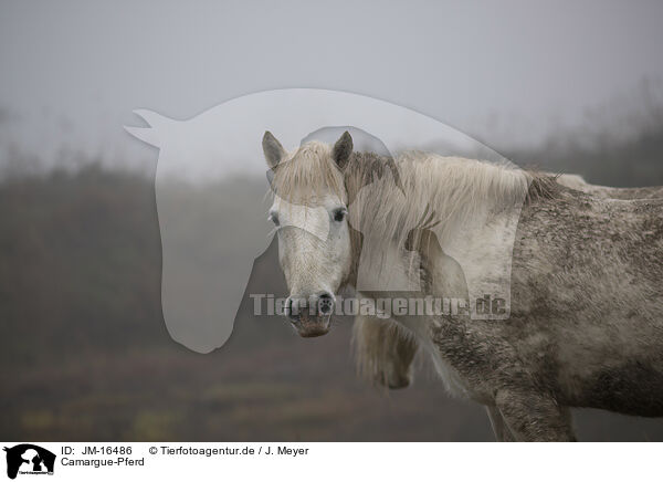 Camargue-Pferd / JM-16486