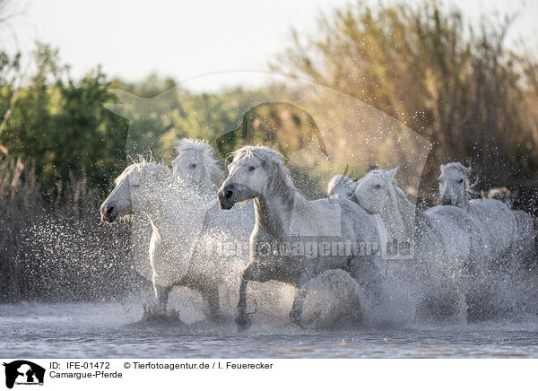 Camargue-Pferde / Camargue Horses / IFE-01472