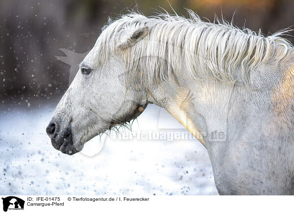 Camargue-Pferd / Camargue Horse / IFE-01475