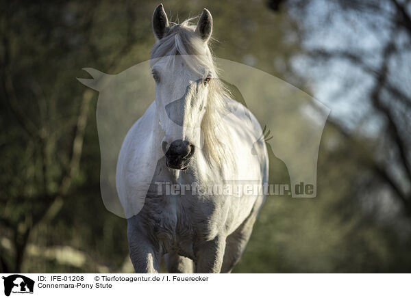 Connemara-Pony Stute / IFE-01208