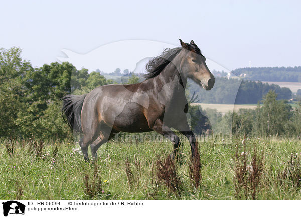 galoppierendes Pferd / RR-06094