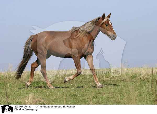 Pferd in Bewegung / RR-06113