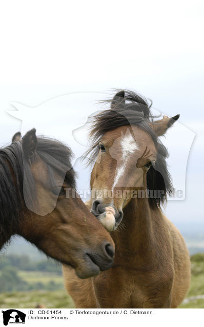 Dartmoor-Ponies / CD-01454