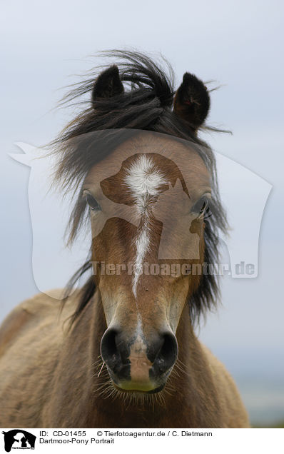 Dartmoor-Pony Portrait / CD-01455