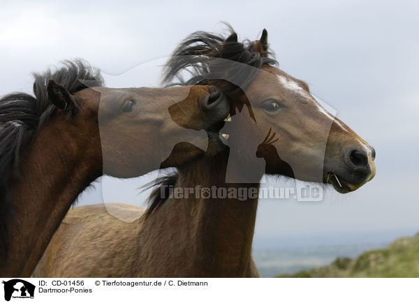Dartmoor-Ponies / CD-01456