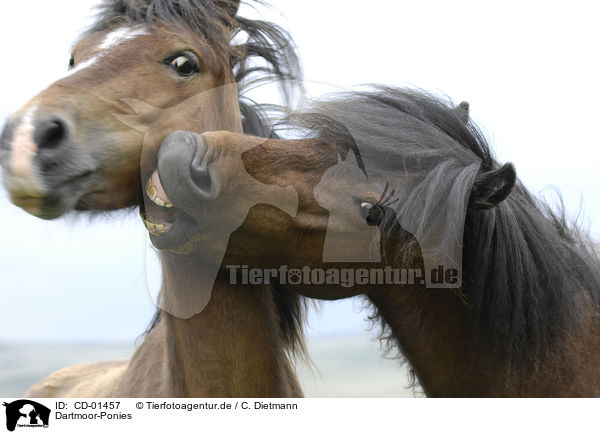 Dartmoor-Ponies / CD-01457