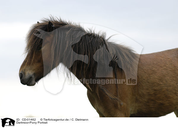 Dartmoor-Pony Portrait / CD-01462