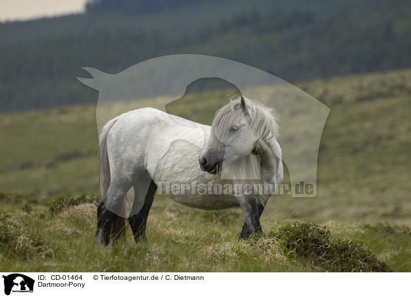 Dartmoor-Pony / CD-01464