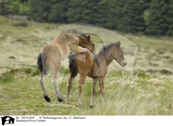 Dartmoor-Pony Fohlen / CD-01467
