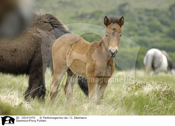 Dartmoor-Pony Fohlen / CD-01470