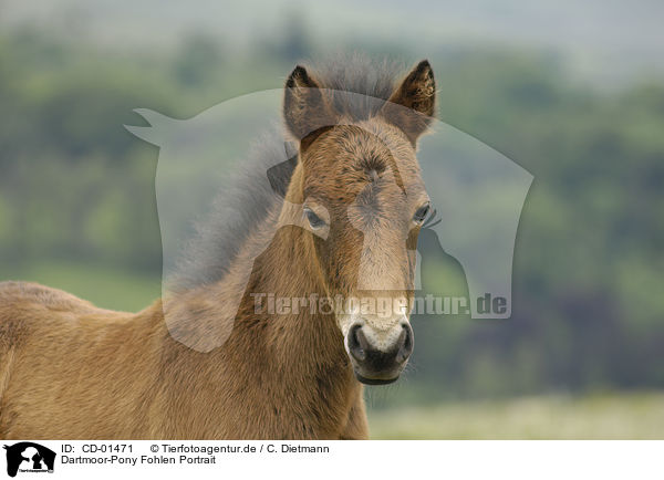 Dartmoor-Pony Fohlen Portrait / CD-01471