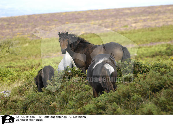 Dartmoor Hill Ponies / CD-01656