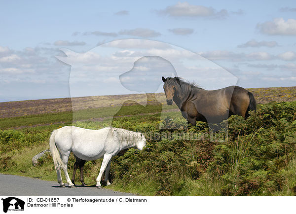 Dartmoor Hill Ponies / CD-01657