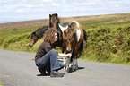 Frau mit Dartmoor Hill Ponies