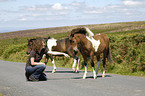 Frau mit Dartmoor Hill Ponies