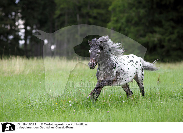 galoppierendes Deutsches Classic-Pony / JH-16591