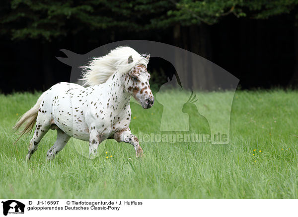 galoppierendes Deutsches Classic-Pony / JH-16597
