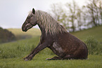 Deutsches Classic-Pony