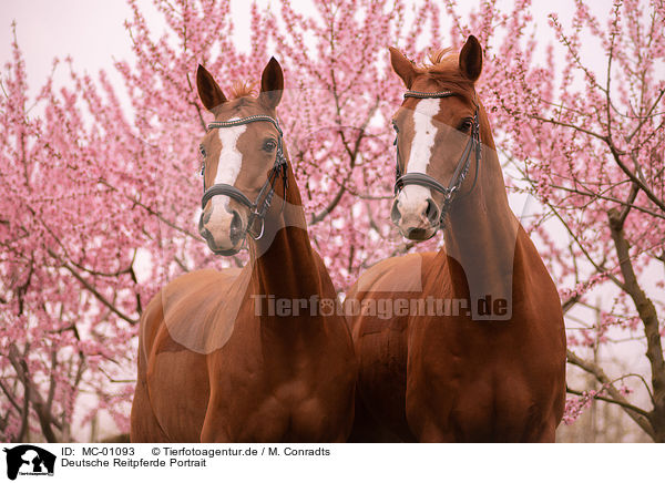 Deutsche Reitpferde Portrait / German Riding Horses portrait / MC-01093