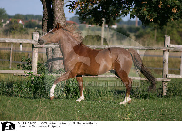 trabendes Deutsches Reitpony / trotting pony / SS-01426