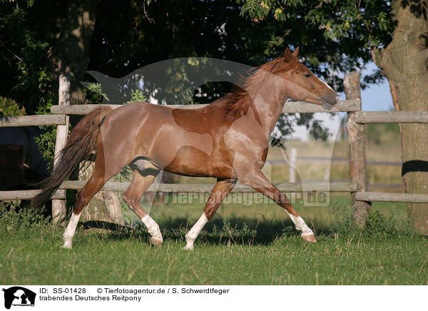 trabendes Deutsches Reitpony / trotting pony / SS-01428