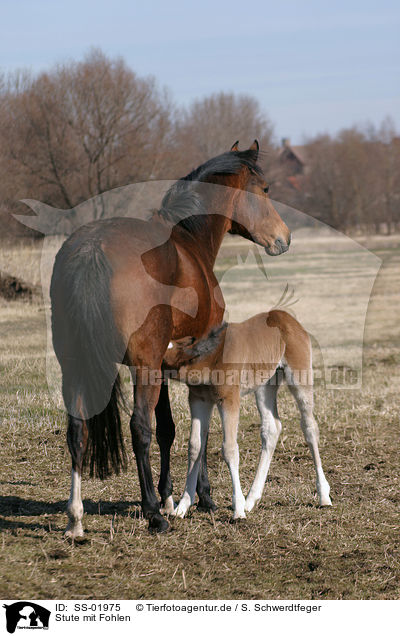 Stute mit Fohlen / mare with foal / SS-01975