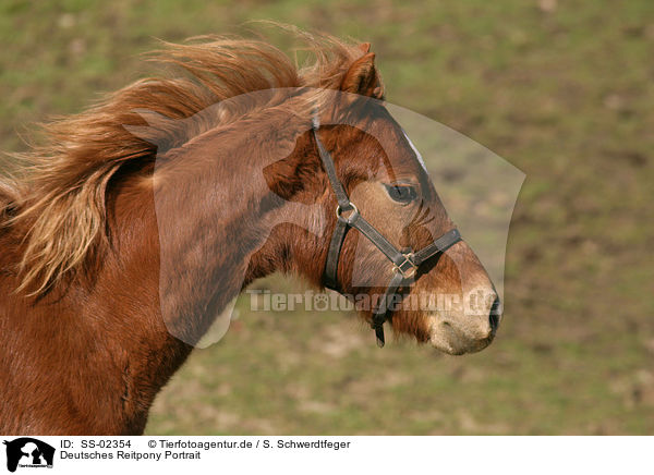 Deutsches Reitpony Portrait / Pony Portrait / SS-02354