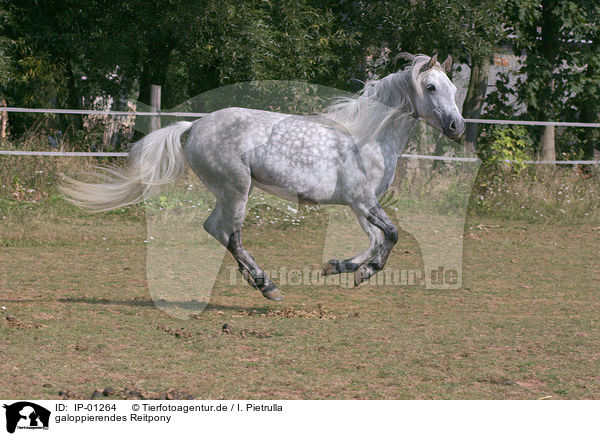 galoppierendes Reitpony / galoping horse / IP-01264