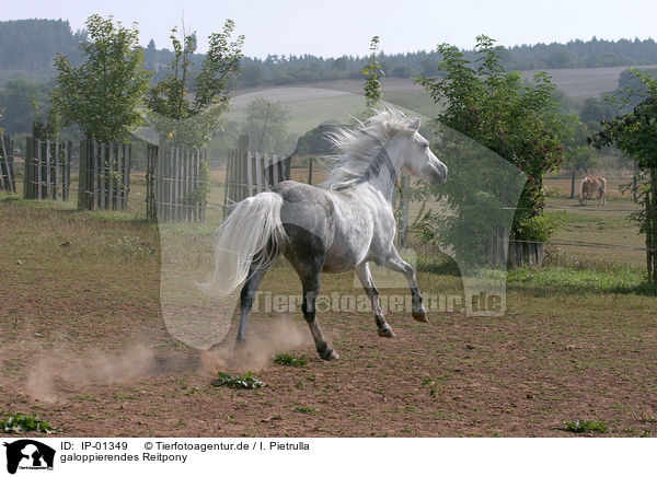 galoppierendes Reitpony / galoping horse / IP-01349