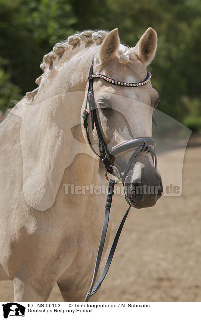 Deutsches Reitpony Portrait / German Riding Pony portrait / NS-06103