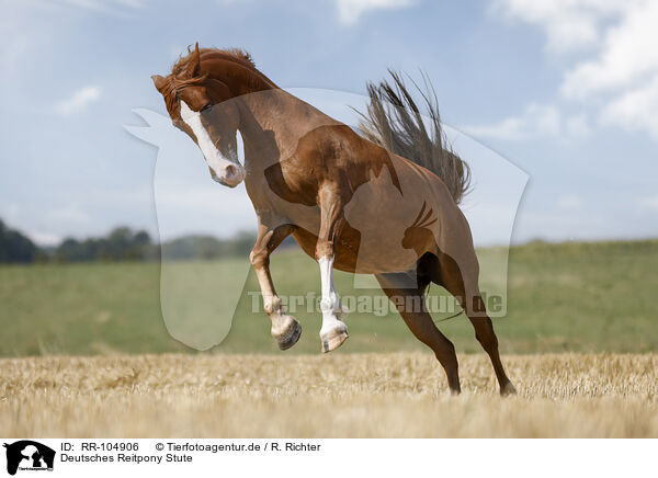 Deutsches Reitpony Stute / German Riding Pony mare / RR-104906