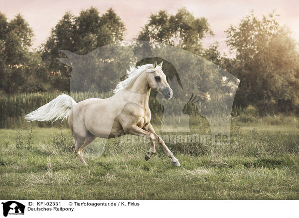 Deutsches Reitpony / German Riding Pony / KFI-02331